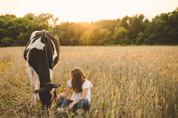cow golden light senior