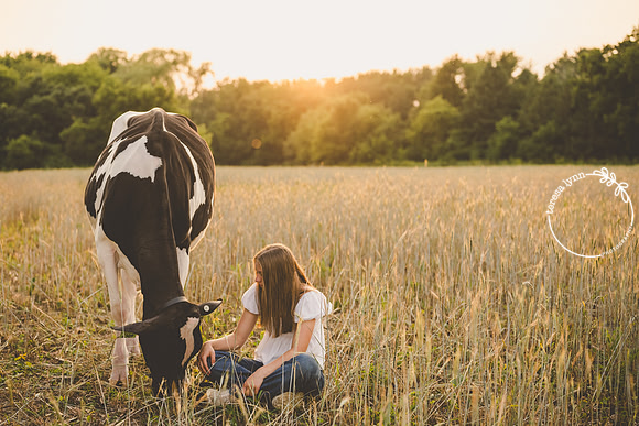 cow golden light senior