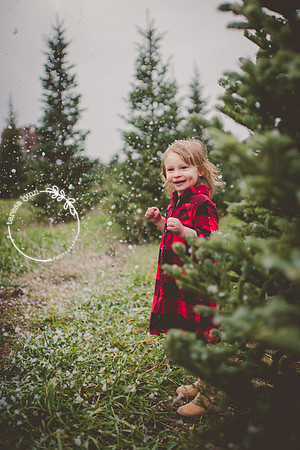 Tree Farm Photos