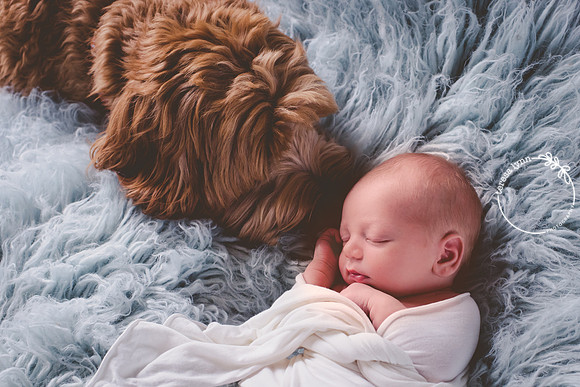 newborn and dog photo