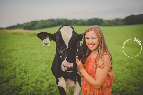 cows